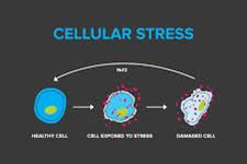 چگونه سلول های تخصص یافته به یکدیگر کمک می کنند که در زمان های استرس زنده بمانند
