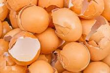 پوسته تخم مرغ می تواند به رشد و بهبودی استخوان کمک کند
