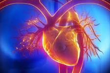 نقصی در سلول های قلبی که احتمالا دلیل نارسایی قلبی در بارداری است