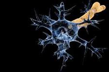 سلول های بنیادی و کمک به رشد مجدد اعصاب