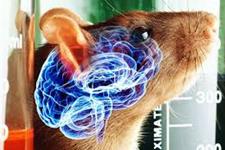 ایمپلنت کردن ارگانوئیدهای انسانی به مغز جوندگان: درست یا غلط؟