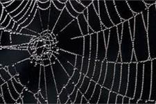 تارهای عنکبوت الهام بخش ایمپلنت های قابل برداشتی هستند که ممکن است دیابت نوع یک را کنترل کنند