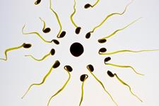 برخی کرم های ضد آفتاب ها ممکن است عملکرد سلول اسپرم را مختل کنند