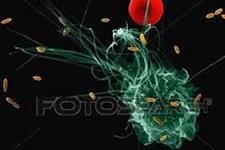 مولکولی که بوسیله سلول های آلوده به پاتوژن ها ترشح می شود و پاسخ ایمنی را سرکوب می کند