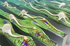 پیش سازهای چربی، سلول های بنیادی عضلات را جوان نگه می دارند