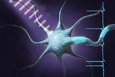 سلول های عصبی به عملکرد سازه های اسکلتی عضلانی زیست پرینت شده سه بعدی سرعت می بخشند