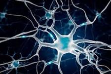 یافته هایی جدید در زمینه تکوین سلول های عصبی