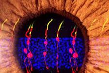 احیای بینایی در مدل موشی با تبدیل سلول های پوستی به سلول های چشمی گیرنده نور