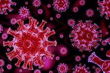 تولید ذرات ویروس کووید 19 در سلول‌های حشرات