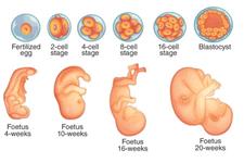 کشف ژن کلیدی موثر برای رشد جنین