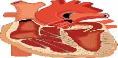 شناسایی ملکولی که عضله قلب را بازسازی می کند