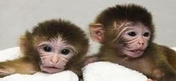 بهبود علائم بیماری پارکینسون در میمون ها با استفاده از سلول های بنیادی