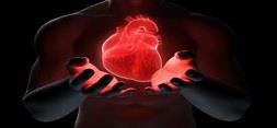  سلول های بنیادی به رشد مجدد بافت قلب کمک می کنند 