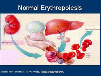 اریتروپویتین با انقباض رگ های خونی سبب افزایش فشار خون در مغز می شود