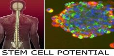 پیوند سلول های بنیادی نخاع انسان به موشهای مبتلا به ALS با ترکیب سرکوب گرهای ایمنی نتیجه بهتری دارد
