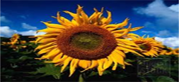 گل آفتابگردان؛ راه حلی برای رفع بیماری خارش پوست