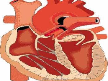 سلول های بنیادی وترمیم آسیب های قلبی