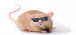 بازگشت بینایی موش با کمک یک ماده شیمیایی انجام پذیر شد