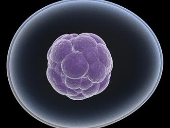 سلول های بنیادی جنینی و تغییرات متابولیسمی شبه سرطانی  پس از جایگزینی در رحم