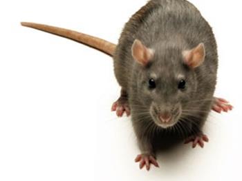 افزایش 20 درصدی طول عمر موش ها توسط تغییرات ژنی