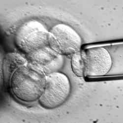 چگونگی کنترل بخشی از خواص سلول های بنیادی جنینی