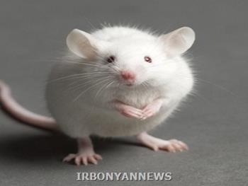 پیوند سلول های بنیادی جنینی و ترمیم حافظه و یادگیری موش ها 