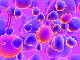خون قاعدگی، جدیدترین منبع سلول های بنیادی است