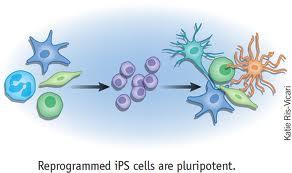 برداشتن پروتئین MBD3 از سلول های بالغ به آن ها توانایی بازگشت موثر به مرحله ای شبیه سلول های بنیادی را می دهد
