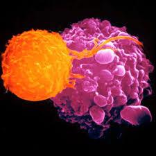 شناسایی سلول های ایمنی که در پیشرفت سرطان موثرند.