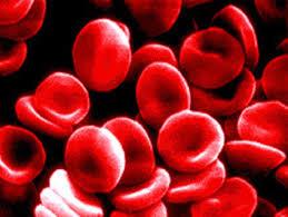 چگونه سلول های بنیادی خونی در بدن ریشه می دوانند!