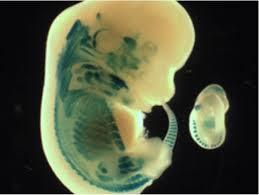نقص پروتئین مادری طی بارداری، به وسیله سلول های عضلانی جنین به خاطر سپرده می شود