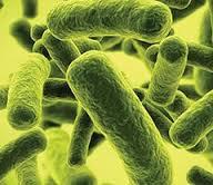 باکتری های روده می توانند بقای سلول های بنیادی بعد از پیوند را پیش بینی کنند
