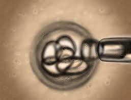 اولین گزارش از ایمنی بلند مدت سلول های بنیادی جنینی انسانی برای درمان بیماری های انسانی
