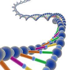 ارتباط ژن بیماری کبدی با سرطان مثانه