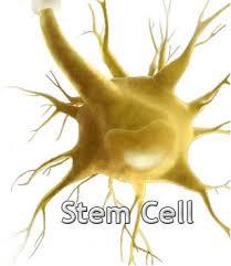 دستیابی به موفقیت در زمینه سلول های بنیادی برای نشان دادن اهمیت سلول های سیندرلایی