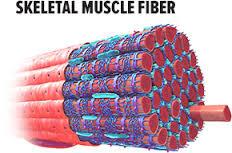 فیبرهای عضلانی رشد یافته در آزمایشگاه مدلی  جدید برای مطالعه دیستروفی عضلانی 