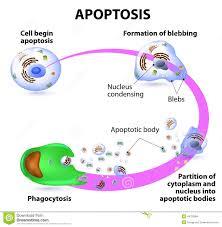 کاسپازهای آپوپتوتیک القای iPSCها از فیبروبلاست های انسانی را تنظیم می کنند