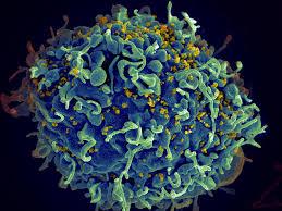 چگونه سلول های ایمنی مهارت های خود را برای مبارزه با بیماری ها افزایش می دهند