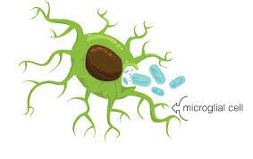 تمایز سلول های مشتق از اهداکننده به میکروگلیا بعد از پیوند سلول های بنیادی خون بند ناف