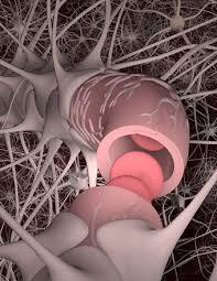 مدل سلول های بنیادی انسانی، سرنخ های مولکولی حیاتی را برای تشکیل واحد عصبی –عروقی نشان می دهد