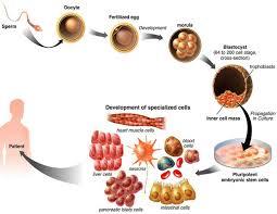 تولید سلول های بنیادی القا شده با کاربرد درمانی