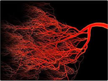 ارگانوئیدهای عروق خونی انسانی به عنوان مدلی از واسکولوپاتی دیابتی