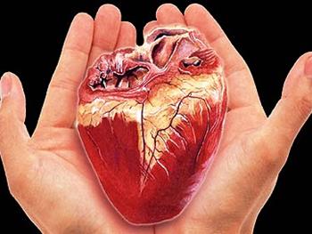 ترمیم عضله از دست رفته قلب با سلول‌های بنیادی/ جایگاه ایران در درمان بیماری‌های قلبی