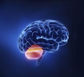سیستم مدل مبتنی برسلول iPS به ایجاد درمان برای آتاکسی نخاعی مغزی کمک می کند