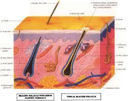 شناسایی سیگنالی که طی تکوین جنینی سرنوشت سلول های پوستی برای تبدیل شدن به سلول های مو دار یا سلول های عرقی را کنترل می کند