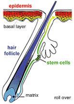 سلول های بنیادی گیاهی به رشد مو کمک می کنند؟ 