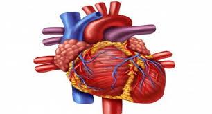 نتایجی غیر منتظره از مطالعات قلبی
