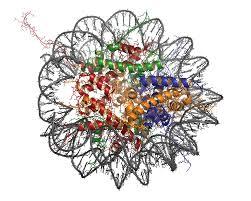 شناسایی نقش پروتئین BRWD2/PHIP در بیان ژن