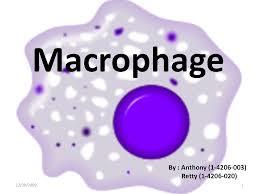 تنظیم ماکروفاژها یک موفقیت در ایمنی درمانی سرطان
