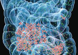 چگونه باکتری های گوارشی روی بیماری های تحلیل برنده عصبی و روانی اثر می گذارند؟